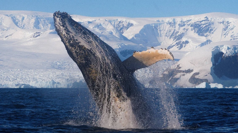 Не міг зупинитися: полярники показали горбатого кита, який здійснив понад 50 стрибків поспіль