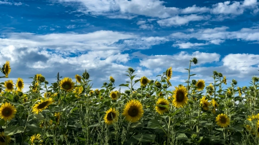 Україну знову прогріє до +30°, місцями дощі