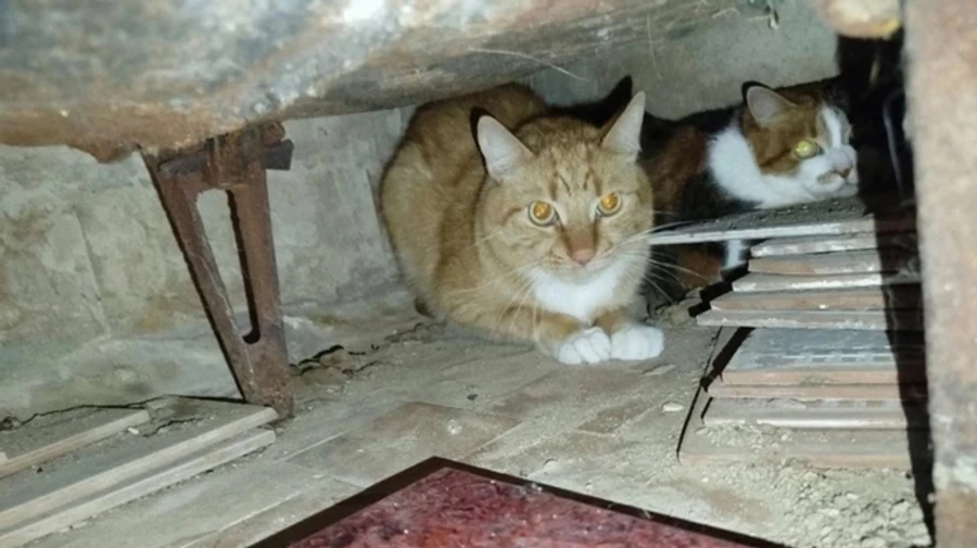 Kyiv volunteers rescue 7 cats after Russian missile strike in Solomianskyi district – photos