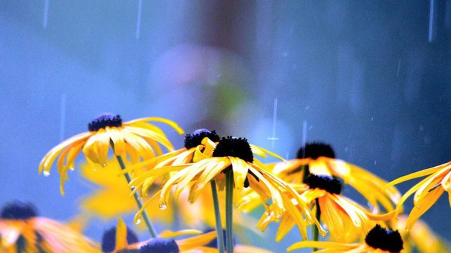 До України завітає західноєвропейська спека