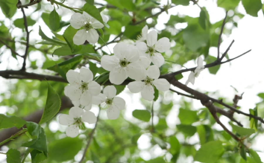 Днем начнет теплеть, преимущественно без осадков – прогноз