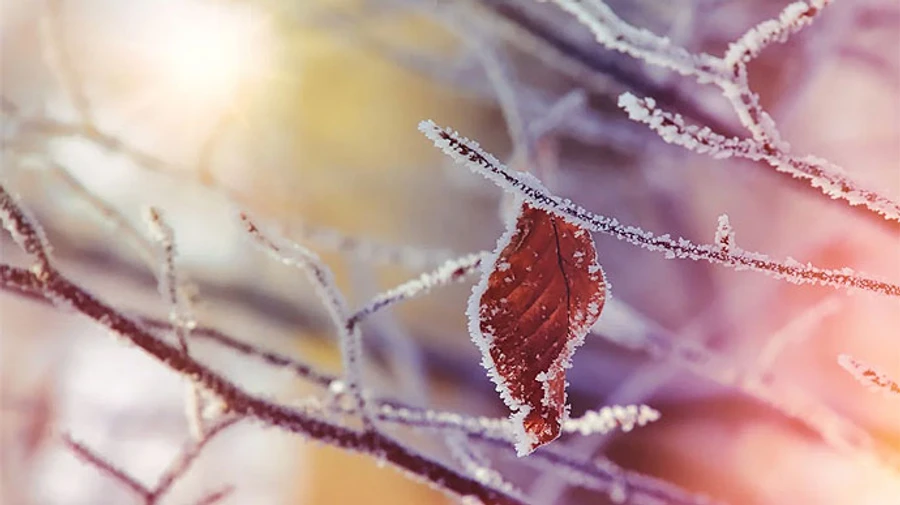 В Україні ще день побуде тепло, а потім повернуться морози