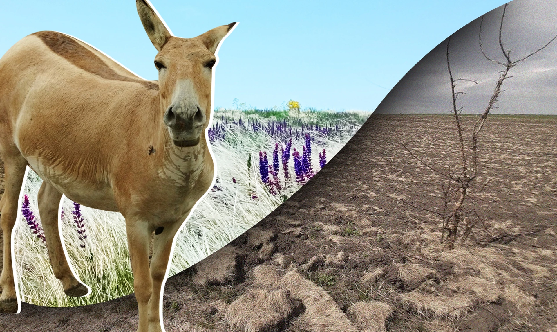 A wild, wild world: what is rewilding and why is it part of Ukraine's future?