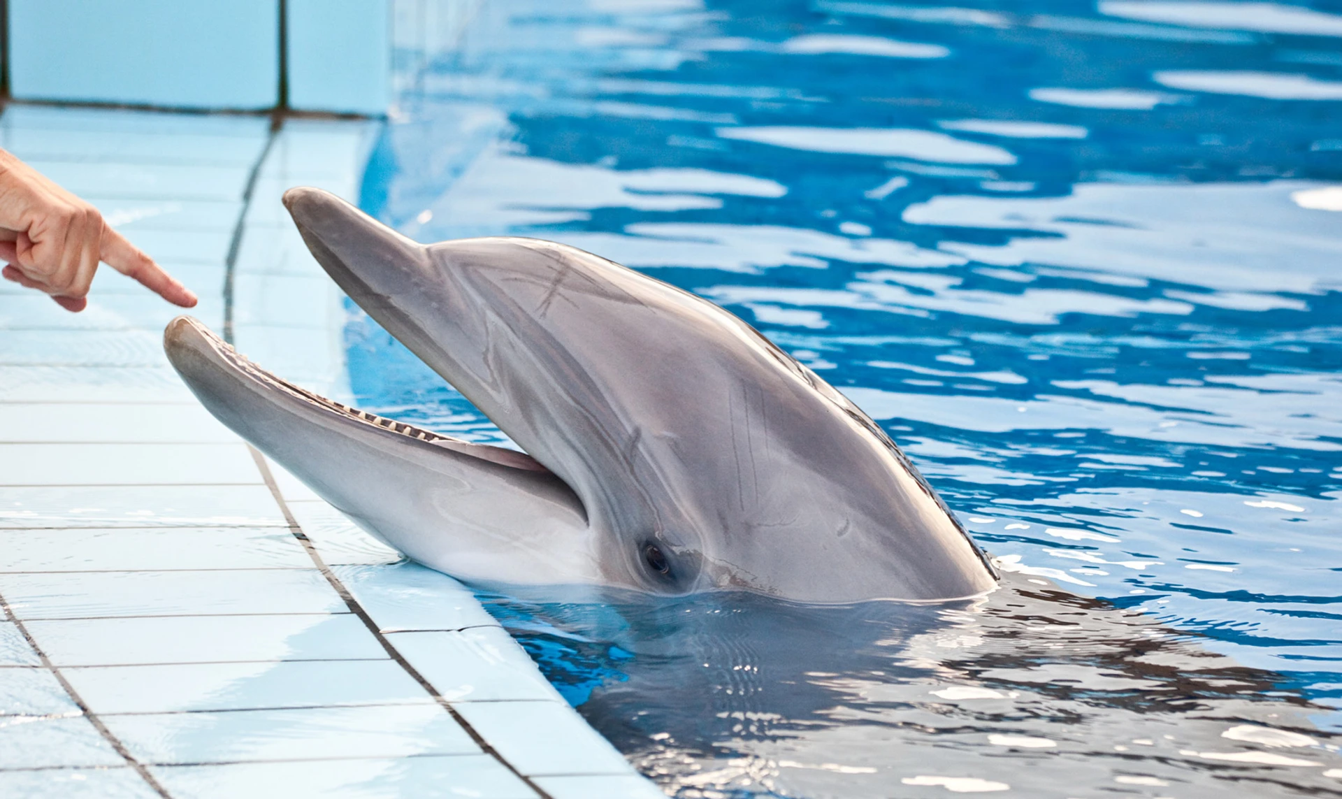 Мільйон років до ери дельфінаріїв. Коротка розповідь про довгу історію стосунків людей з дельфінами