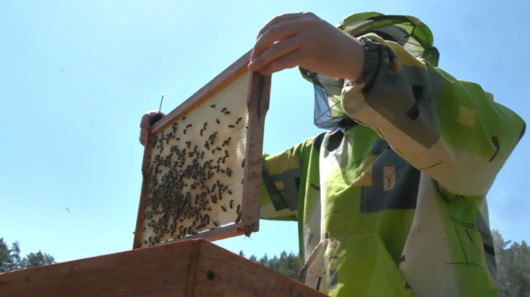 Росія не відніме в України статус медової країни. Як пасічники працюють під обстрілами