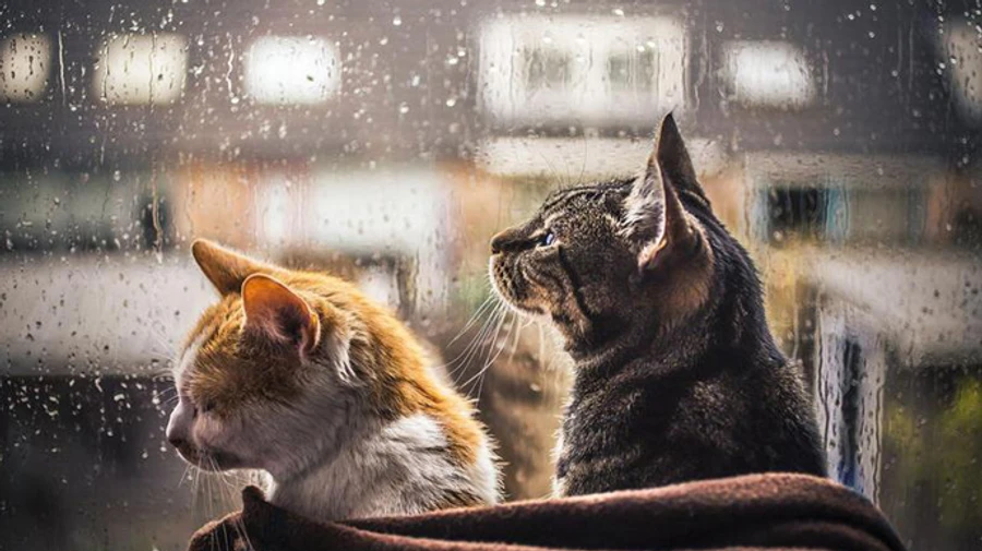 В Україні буде прохолодно, місцями дощ і сніг