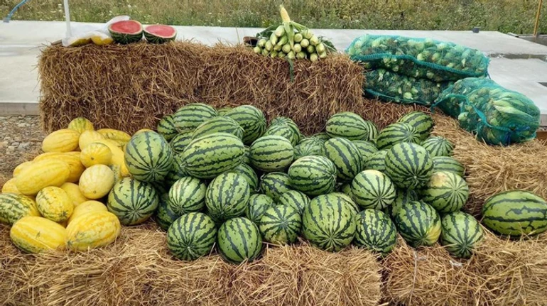 Здесь хороший плюс. Как харьковские фермеры выращивают арбузы на Прикарпатье