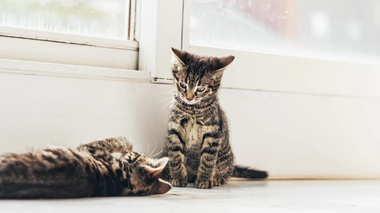 В Киевской области 18-летняя девушка швыряла котят об стену: животных в критическом состоянии изъяли волонтеры