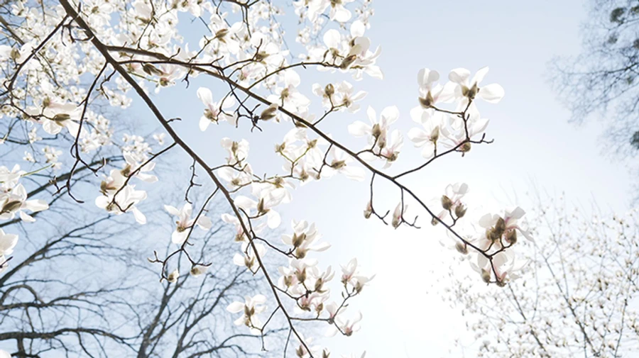 Ночью возможны заморозки, но днем ​​Украины прогреет до +20