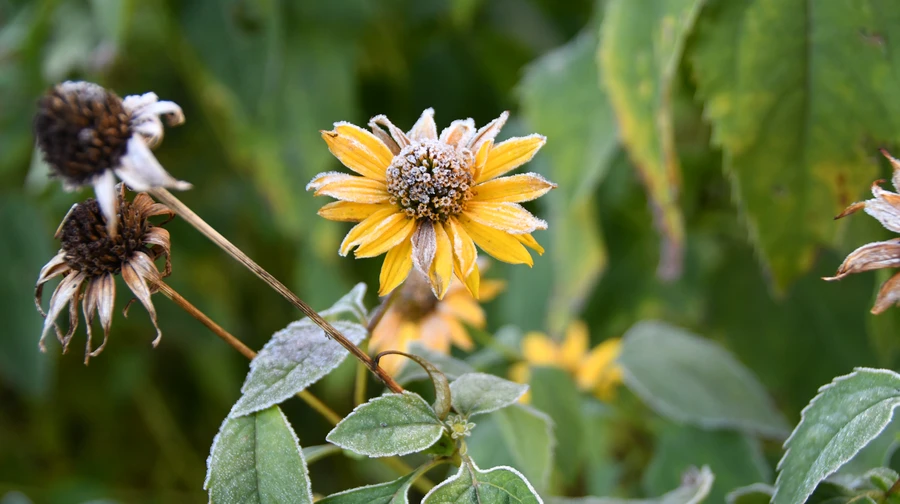 Погода на уик-энд: на юге до 17° тепла, в Карпатах – снег