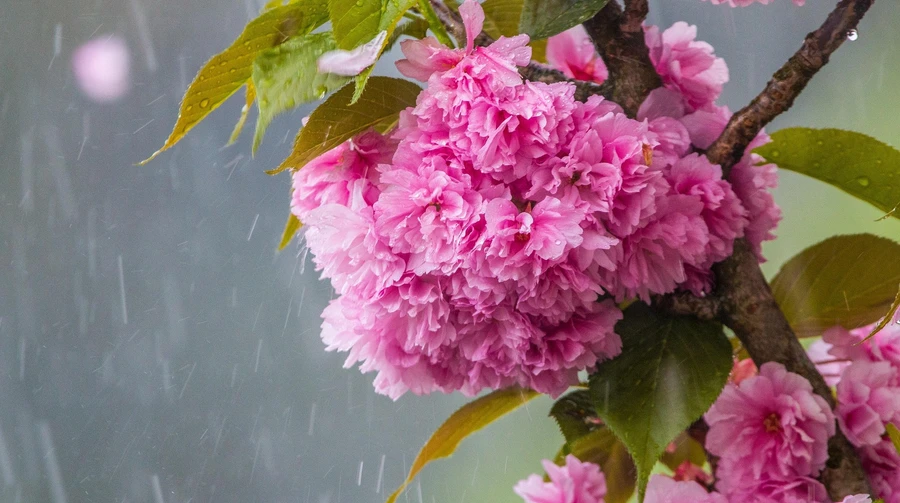 Останні дні квітня будуть з нічними заморозками і невеликим дощем