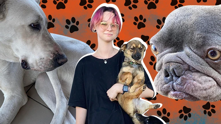 Broken skull, knocked-out teeth and torn off tail: how volunteer Anastasia Tykha from Irpin saves injured animals