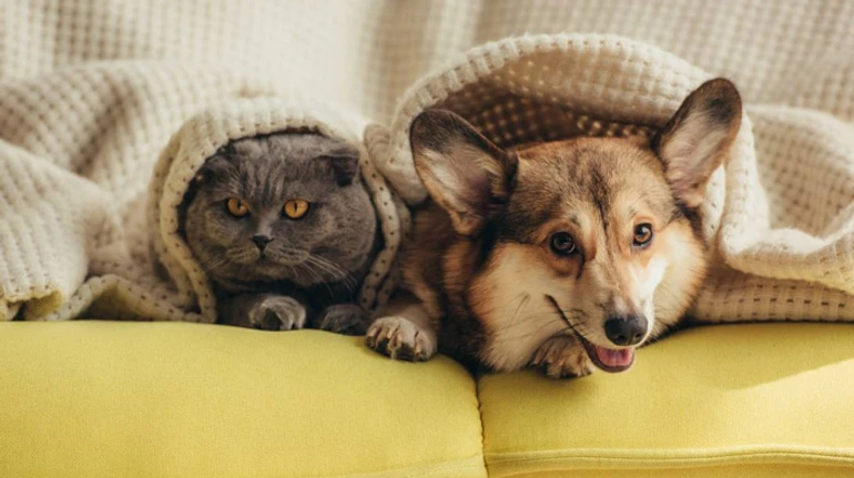 Безсоння та надмірне виділення слини: як домашні тварини реагують на війну та як їм допомогти