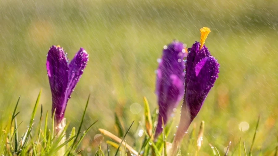 В понедельник в ряде регионов дожди, температура до 18°