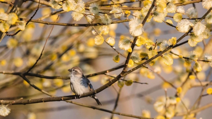 В Украине в понедельник весна до +14°