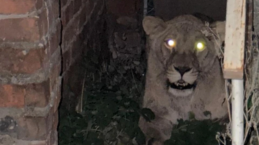 The police found the second lioness who escaped in Khmelnytskyi