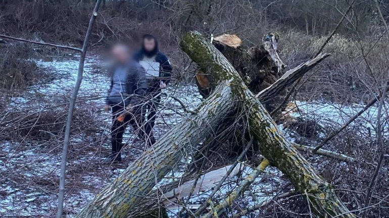 На Закарпатті на 8-річну дівчинку впало дерево: вона померла до приїзду медиків