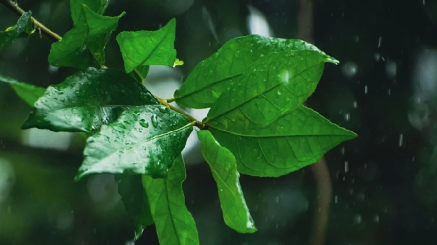 У п'ятницю в більшості регіонів України пройдуть дощі, на південному сході до +30°