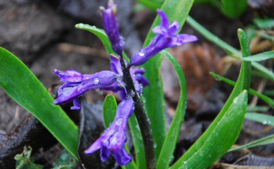 Март оказался одним из самых теплых в истории