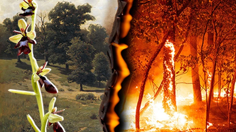 По інший бік вогню. Як контрольовані пожежі охороняють та рятують дику природу