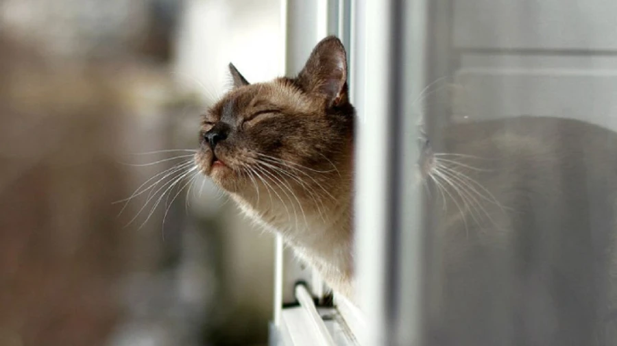 Від +15 до ожеледиці: синоптики показали погоду на тиждень