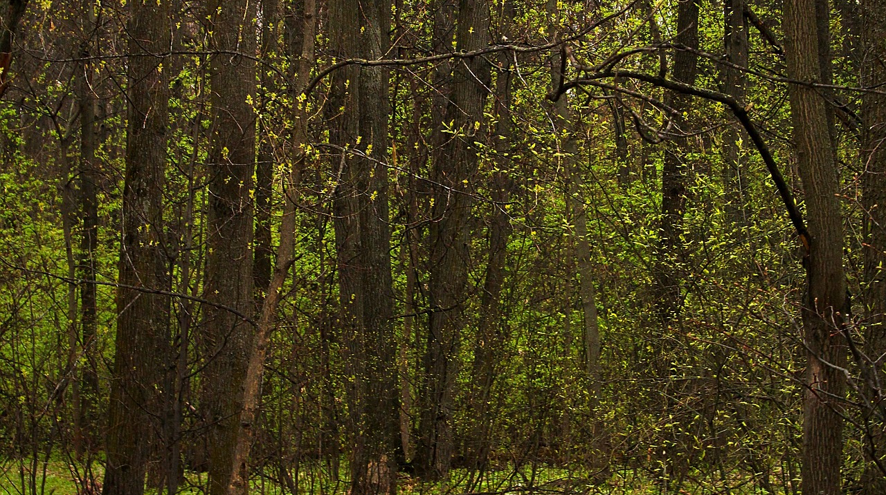 В Україні буде тепло, подекуди пройдуть дощі