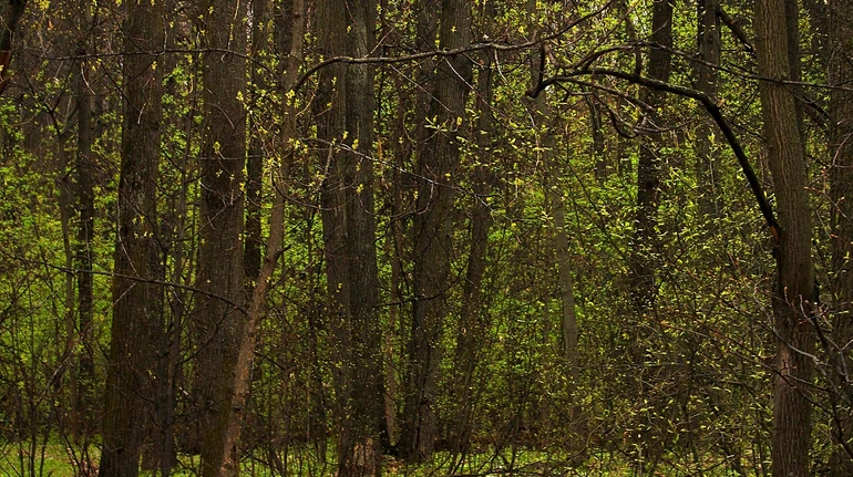 В Украине будет тепло, местами пройдут дожди