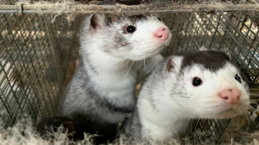 В Литве ввели режим экстремальной ситуации в районе с зараженными коронавирусом норками