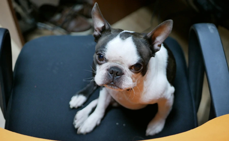 Уряд дозволив працювати ветклінікам та зооаптекам під час карантину