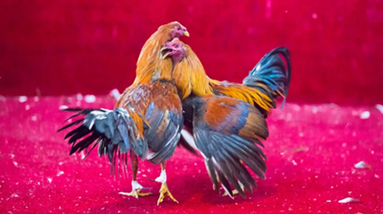 Півнячі бої – незаконне явище, яке популярне й в Україні