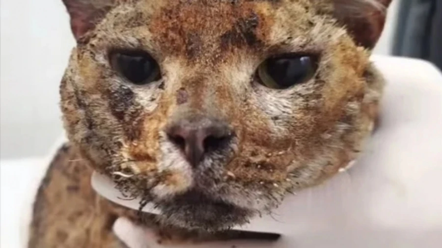 Family who took in 10 cats killed in Russian attack on Kyiv: one cat found alive with burns – video