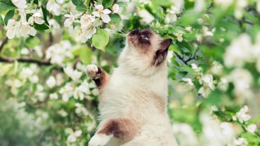 Найближчі дні в Україні пануватиме кімнатна температура