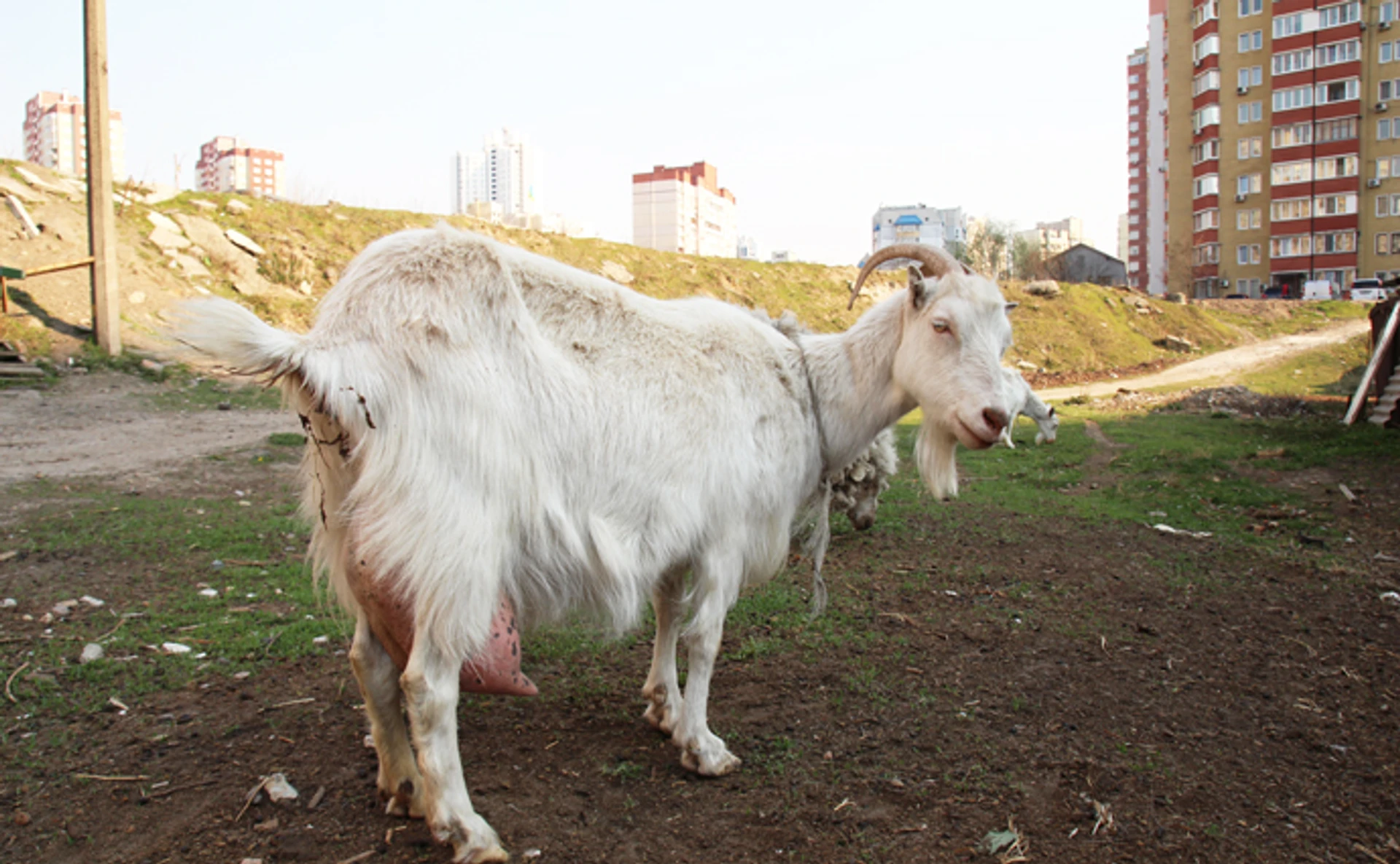 Столичні кози, або Як киянка пішла проти системи і зберегла землю предків