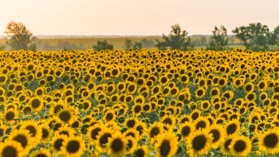 На выходных в Украине будет теплая погода, местами дожди