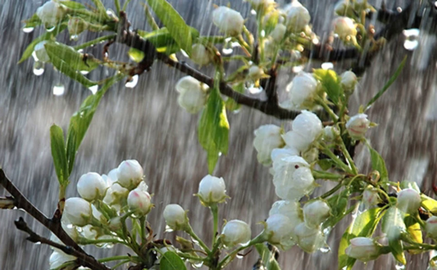 Заморозки и дождь: Синоптики рассказали о погоде на выходные