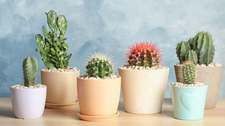 Опасные комнатные растения: что скрывают яркие лепестки и мелкие иглы