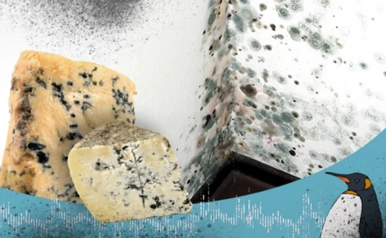 Страшная-престрашная плесень! Или что делать, когда грибы растут на ваших стенах