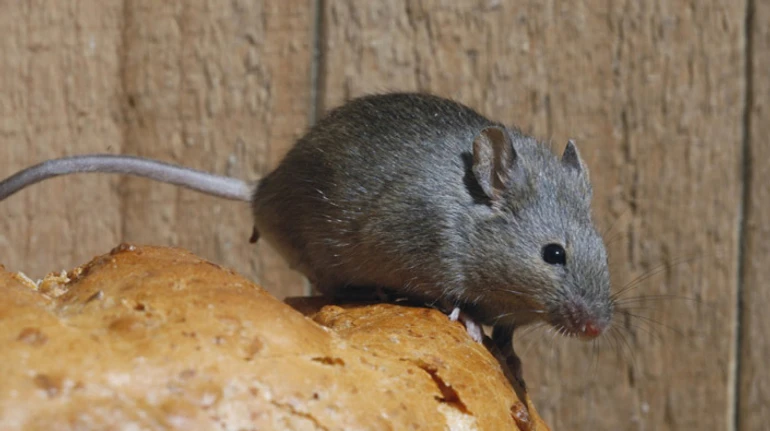 Гризуть пальці чи кабель від Starlink: чому на фронті нашестя мишей і як з ними боротися?