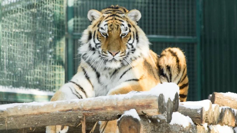 All adult animals will be put to sleep in the Kharkiv Ecopark due to shelling by occupiers