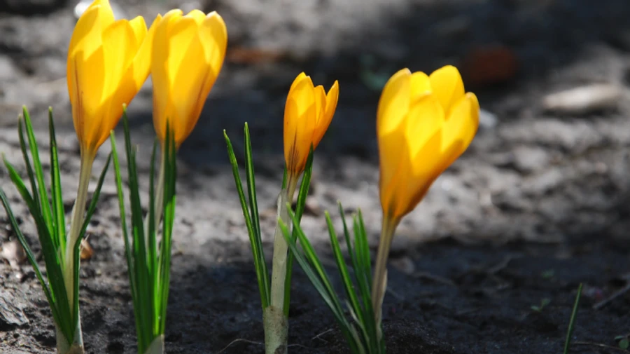 Весна капризничает: умеренное тепло, дожди, в одном регионе - мокрый снег