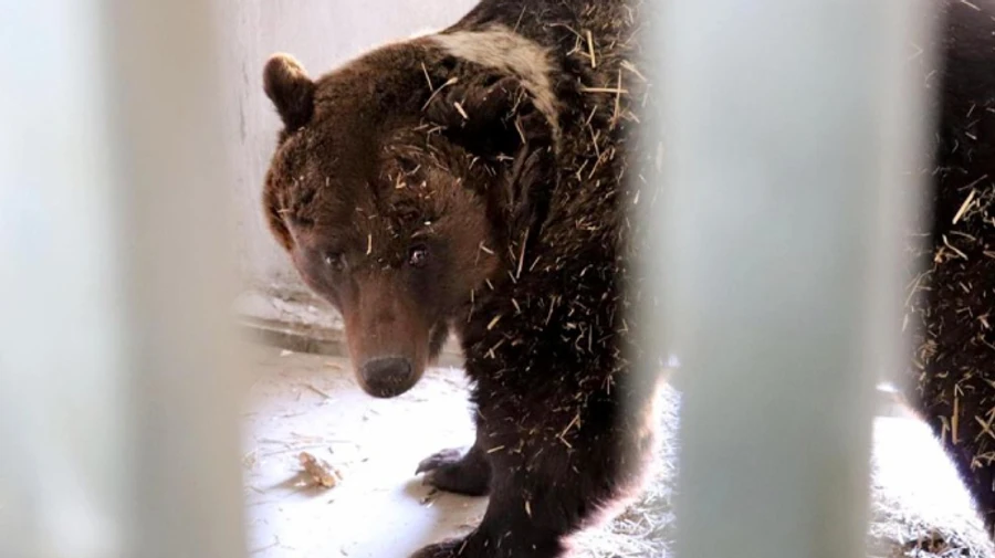 Мін'юст шукає домівку для Багіри, Балу і Мальвіни