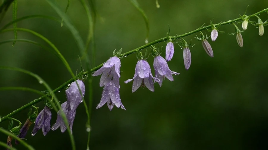 У суботу в Україні подекуди дощитиме, а в неділю буде сухо