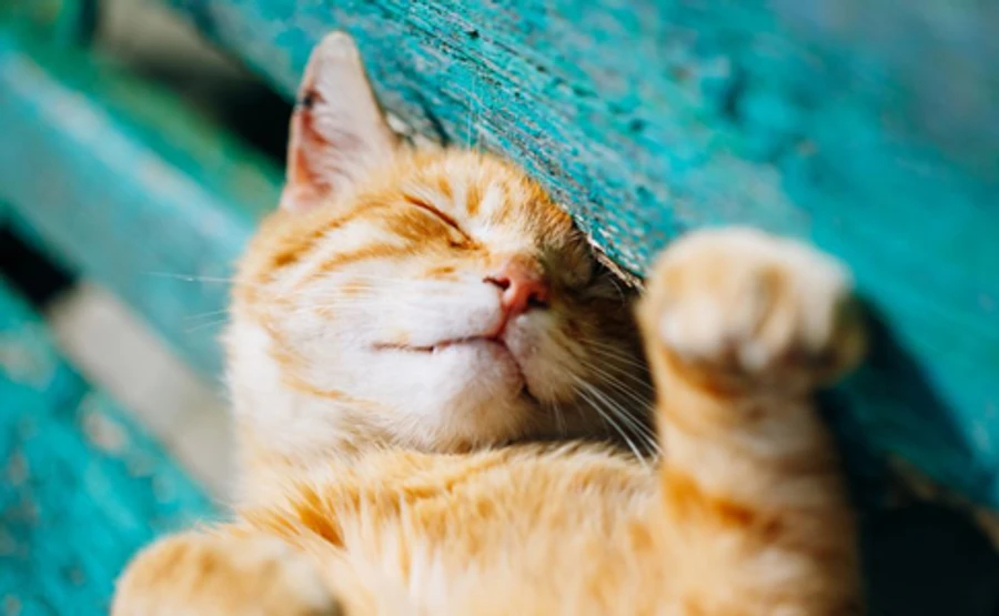 Жара в Украине будет одной из сильнейших в Европе – синоптик