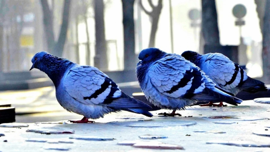 В Україні в найближчі дні без істотних опадів, вранці місцями туман