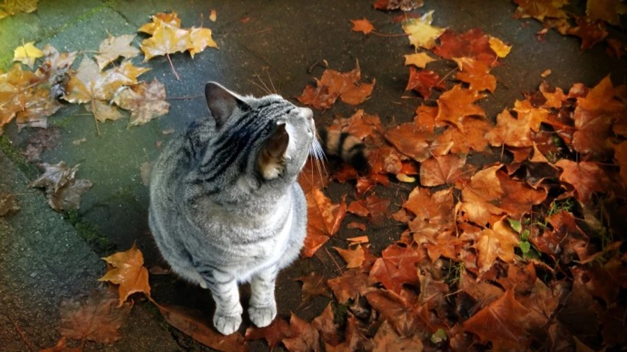 На Украину надвигается арктический циклон