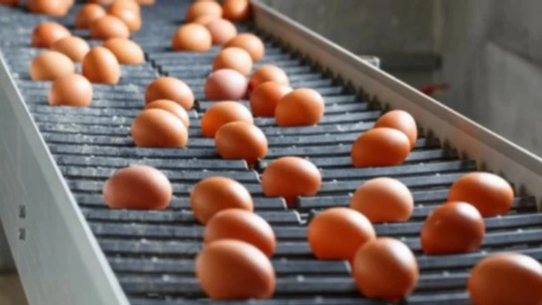 Ukraine increases egg exports by 19%
