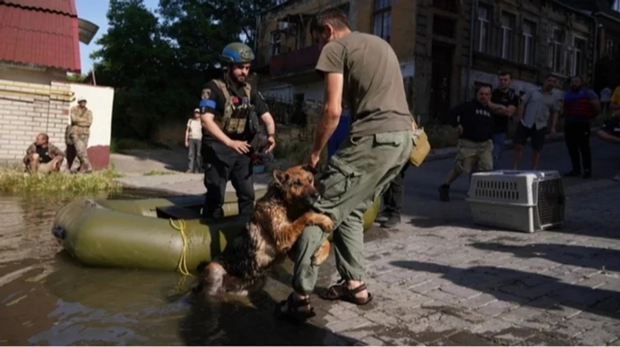 Symbol of fighting for life: German Shepherd rescued after Russia blew up Kakhovka power plant dies