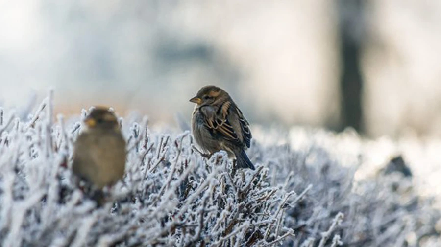 В Украине температурные контрасты: от 10 тепла до 20 мороза