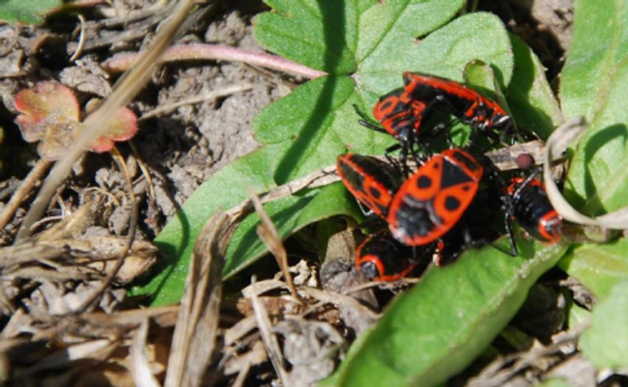 П'ятниця буде теплою, в суботу прийде гроза