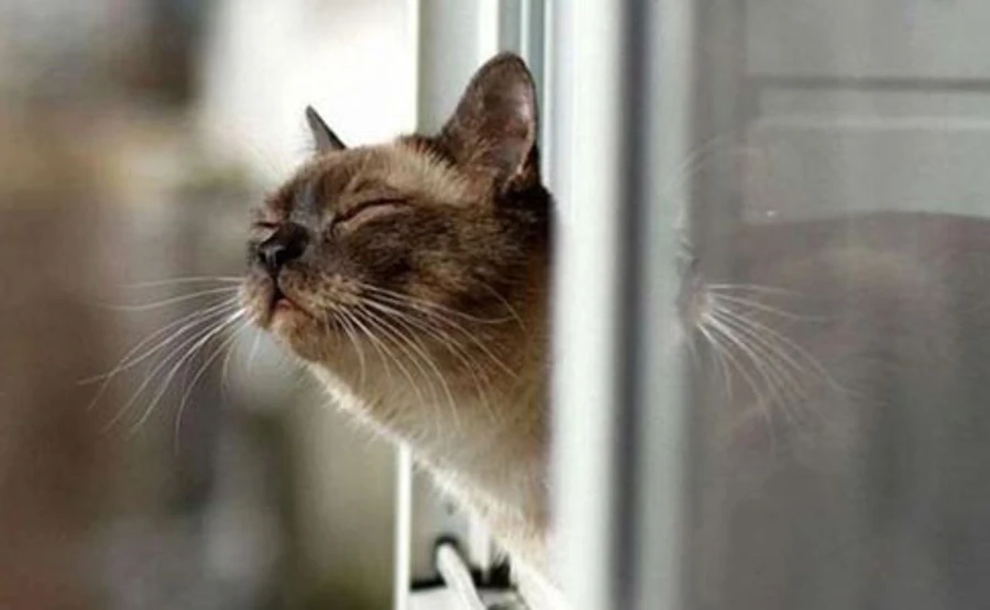 В пятницу ветер наконец утихнет, мокрый снег – только в одном регионе